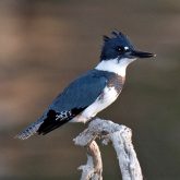 North American Belted Kingfisher